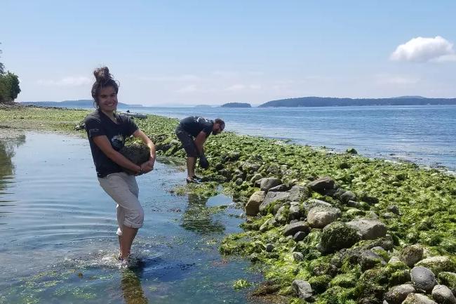 两人, 包括世界大学的学生亚历克斯·特雷霍，他拿着一块石头，准备放在海上花园的岩石墙上, 在富尔福德港做野外工作, 盐泉岛. 照片中展示了海藻覆盖的岩石海堤、岛屿和水体.