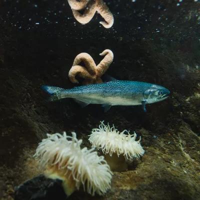 在波尔斯波海洋科学中心，一只小银鲑与毛茸茸的白色海葵和淡橙色海星一起在水箱里游泳. 