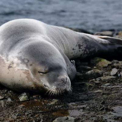 海豹懒洋洋地躺在沙滩上